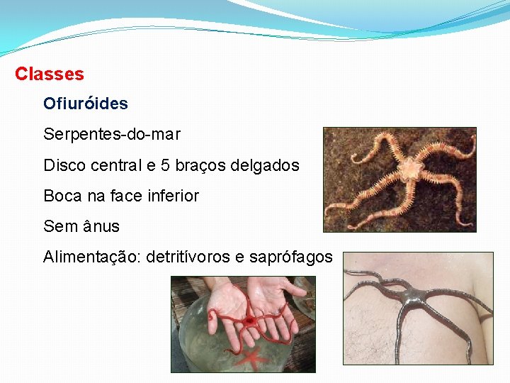 Classes Ofiuróides Serpentes-do-mar Disco central e 5 braços delgados Boca na face inferior Sem