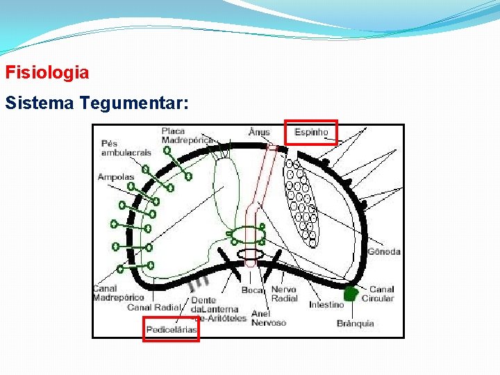 Fisiologia Sistema Tegumentar: 