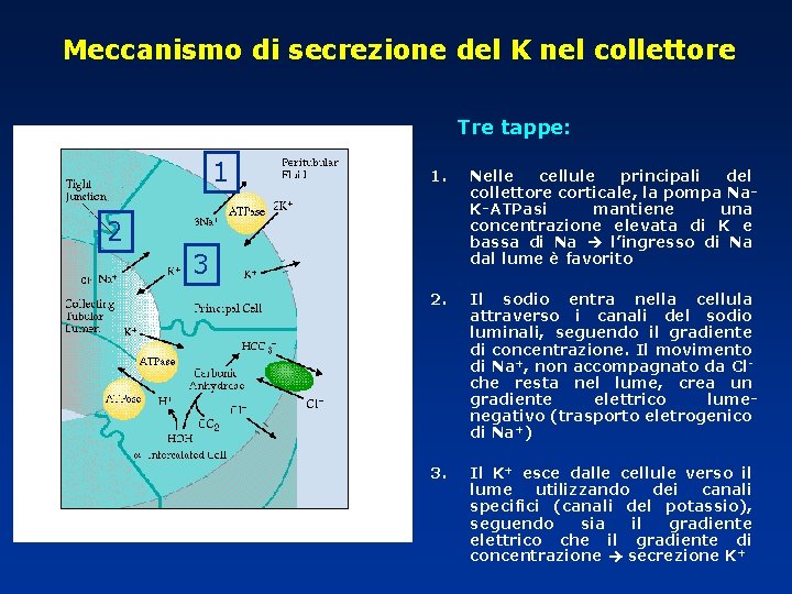 Meccanismo di secrezione del K nel collettore Tre tappe: 1 1. Nelle cellule principali