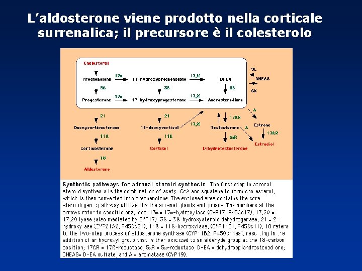 L’aldosterone viene prodotto nella corticale surrenalica; il precursore è il colesterolo L’aldosterone viene prodotto nella corticale surrenalica; il precursore è il colesterolo