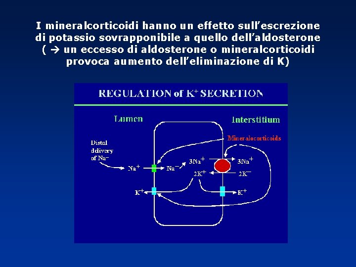 I mineralcorticoidi hanno un effetto sull’escrezione di potassio sovrapponibile a quello dell’aldosterone ( un