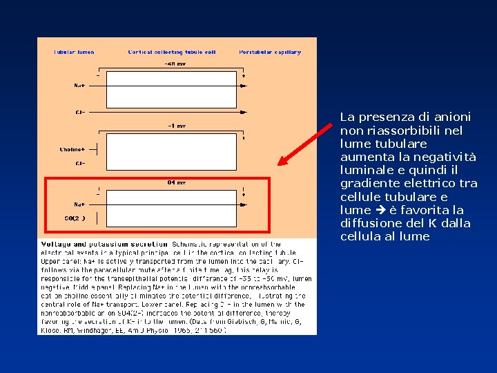 La presenza di anioni non riassorbibili nel lume tubulare aumenta la negatività luminale e