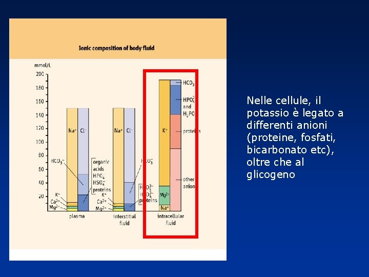 Nelle cellule, il potassio è legato a differenti anioni (proteine, fosfati, bicarbonato etc), oltre