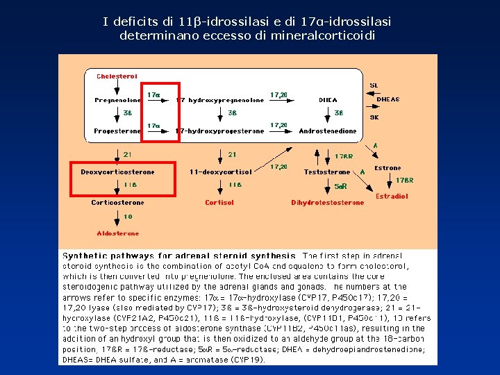 I deficits di 11β-idrossilasi e di 17α-idrossilasi determinano eccesso di mineralcorticoidi 