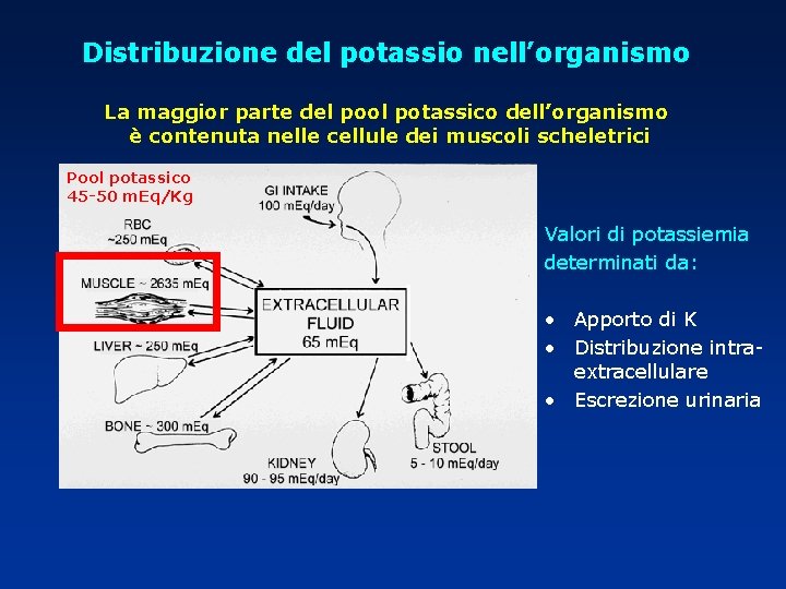 Distribuzione del potassio nell’organismo La maggior parte del pool potassico dell’organismo è contenuta nelle