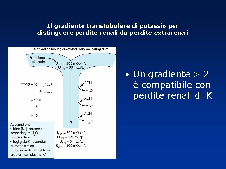 Il gradiente transtubulare di potassio per distinguere perdite renali da perdite extrarenali • Un