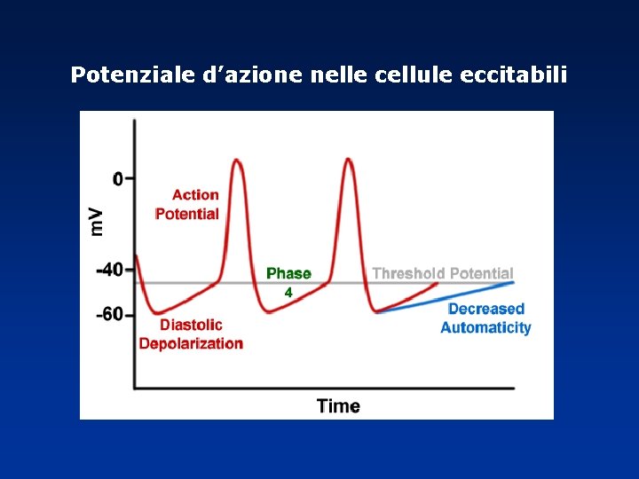 Potenziale d’azione nelle cellule eccitabili Potenziale d’azione nelle cellule eccitabili