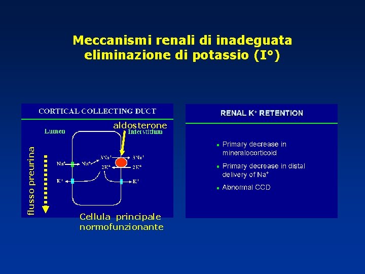 Meccanismi renali di inadeguata eliminazione di potassio (I°) flusso preurina aldosterone Cellula principale normofunzionante