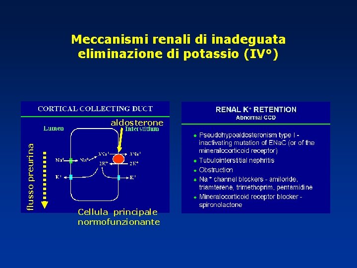 Meccanismi renali di inadeguata eliminazione di potassio (IV°) flusso preurina aldosterone Cellula principale normofunzionante Meccanismi renali di inadeguata eliminazione di potassio (IV°) flusso preurina aldosterone Cellula principale normofunzionante