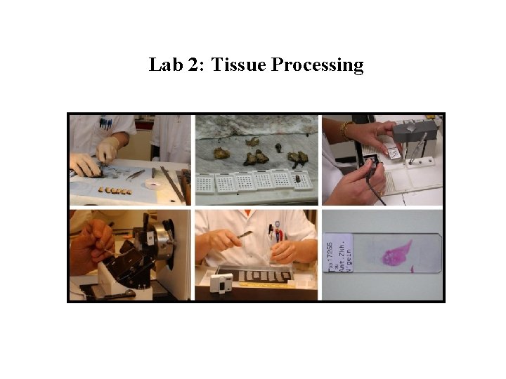 Lab 2: Tissue Processing 