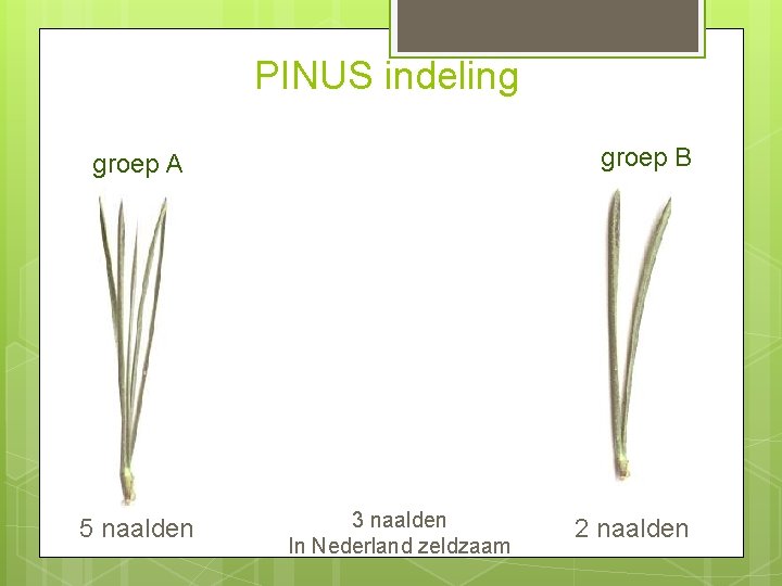 PINUS indeling groep B groep A 5 naalden 3 naalden In Nederland zeldzaam 2