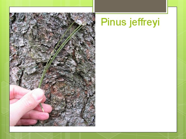 Pinus jeffreyi 