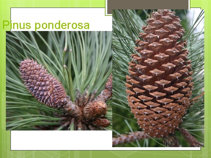 Pinus ponderosa 