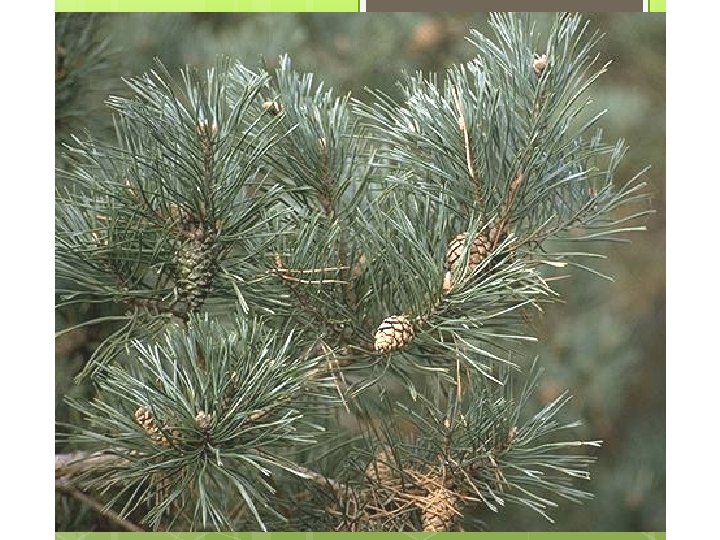 vrouwelijke bloemen Pinus sylvestris mannelijke bloemen 