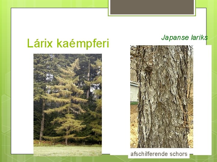 Lárix kaémpferi Japanse lariks afschilferende schors 