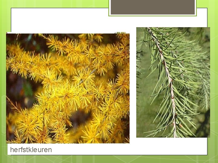 Larix decidua twijgen kortloten heldergroene naalden herfstkleuren 