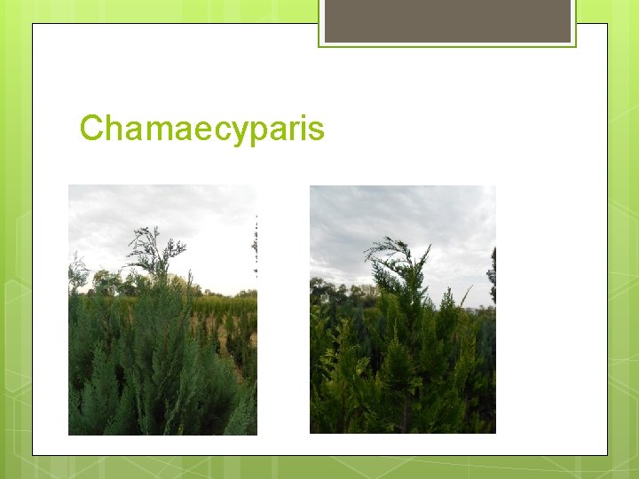 Chamaecyparis 