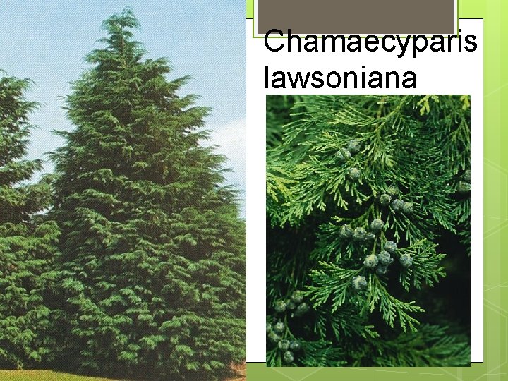 Chamaecyparis lawsoniana 