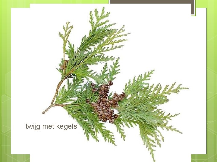 Thuja occidenta lis twijg, kegels twijg met kegels 