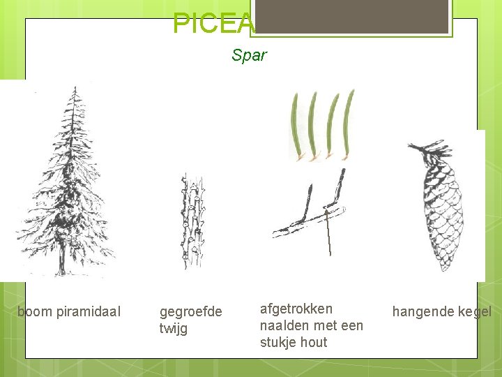 PICEA Spar boom piramidaal gegroefde twijg afgetrokken naalden met een stukje hout hangende kegel