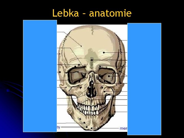 Lebka – anatomie 