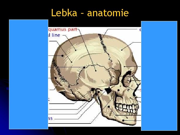Lebka – anatomie 