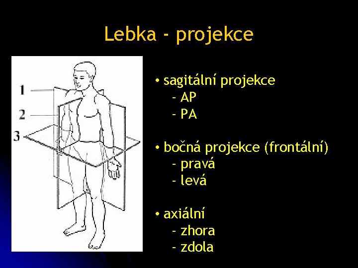 Lebka - projekce • sagitální projekce - AP - PA • bočná projekce (frontální)