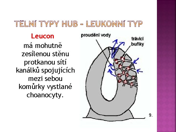 Leucon má mohutně zesílenou stěnu protkanou sítí kanálků spojujících mezi sebou komůrky vystlané choanocyty.