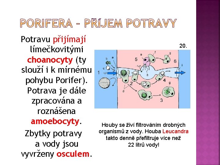 Potravu přijímají límečkovitými choanocyty (ty slouží i k mírnému pohybu Porifer). Potrava je dále