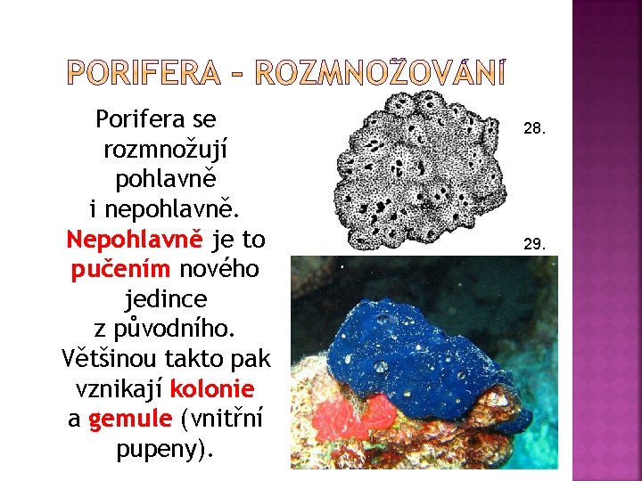 Porifera se rozmnožují pohlavně i nepohlavně. Nepohlavně je to pučením nového jedince z původního.