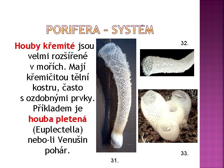 32. Houby křemité jsou velmi rozšířené v mořích. Mají křemičitou tělní kostru, často s