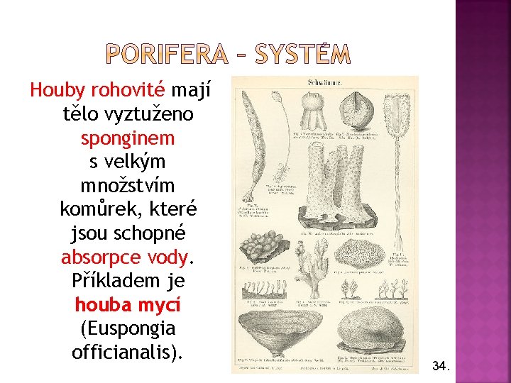 Houby rohovité mají tělo vyztuženo sponginem s velkým množstvím komůrek, které jsou schopné absorpce