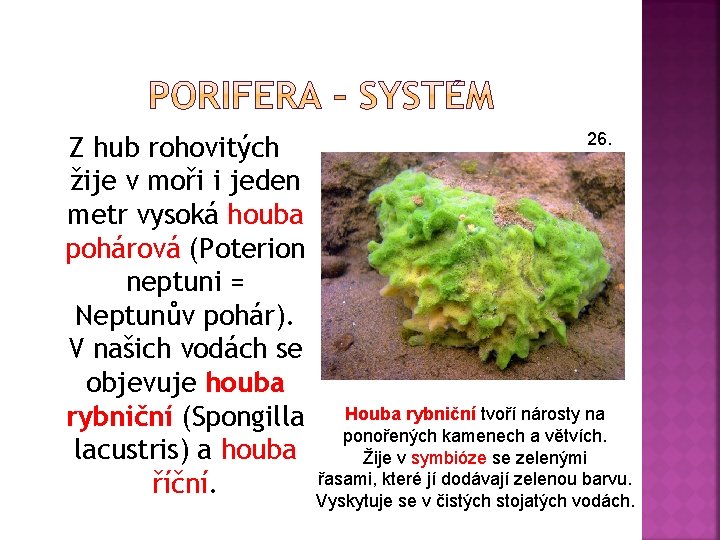 Z hub rohovitých žije v moři i jeden metr vysoká houba pohárová (Poterion neptuni
