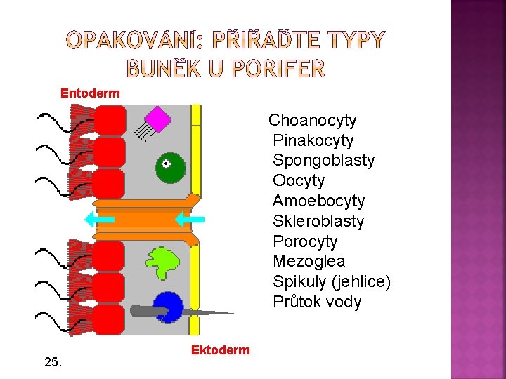 Entoderm Choanocyty Pinakocyty Spongoblasty Oocyty Amoebocyty Skleroblasty Porocyty Mezoglea Spikuly (jehlice) Průtok vody 25.