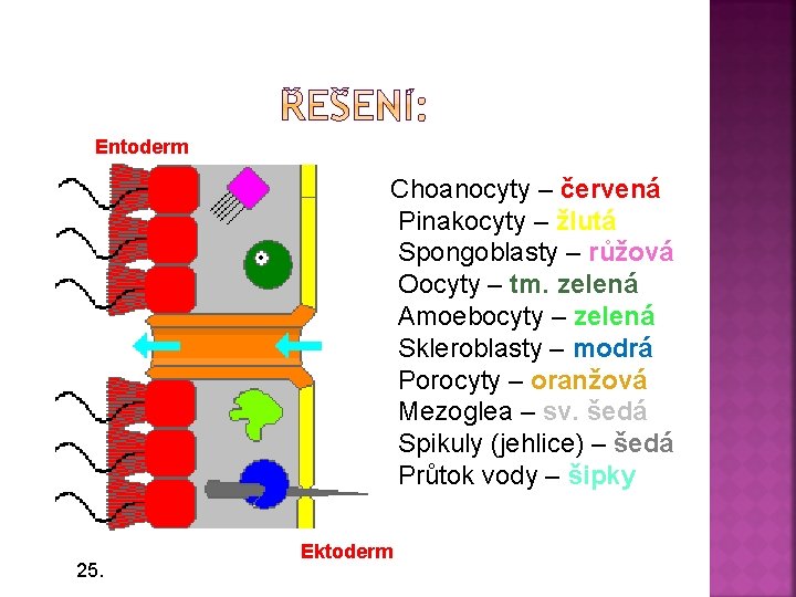 Entoderm Choanocyty – červená Pinakocyty – žlutá Spongoblasty – růžová Oocyty – tm. zelená