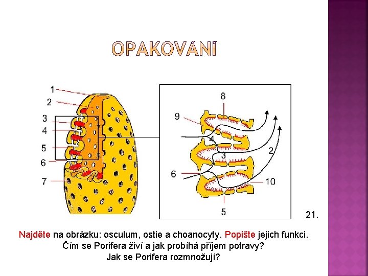 21. Najděte na obrázku: osculum, ostie a choanocyty. Popište jejich funkci. Čím se Porifera