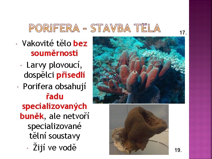 17. Vakovité tělo bez souměrnosti Larvy plovoucí, dospělci přisedlí Porifera obsahují řadu specializovaných buněk,
