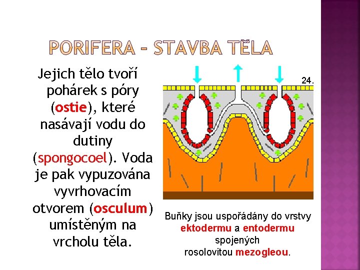 Jejich tělo tvoří pohárek s póry (ostie), které nasávají vodu do dutiny (spongocoel). Voda