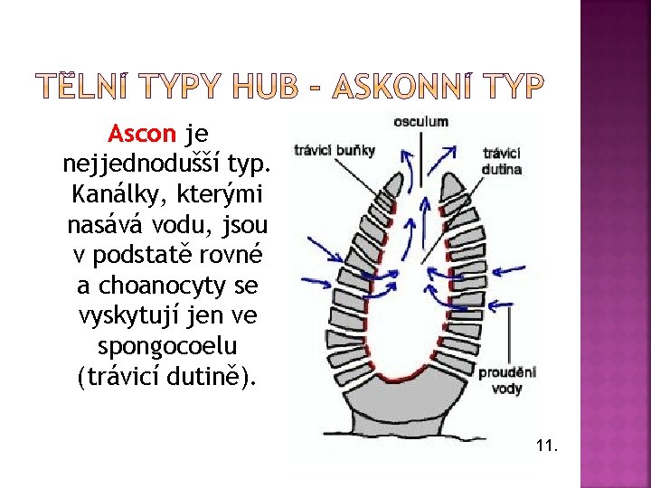 Ascon je nejjednodušší typ. Kanálky, kterými nasává vodu, jsou v podstatě rovné a choanocyty