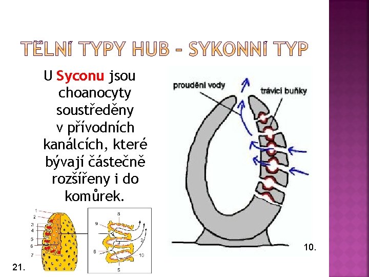U Syconu jsou choanocyty soustředěny v přívodních kanálcích, které bývají částečně rozšířeny i do