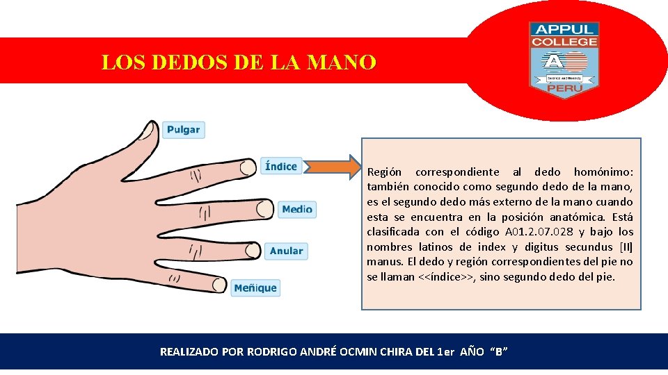 LOS DEDOS DE LA MANO Región correspondiente al dedo homónimo: también conocido como segundo