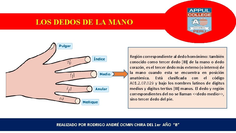 LOS DEDOS DE LA MANO Región correspondiente al dedo homónimo: también conocido como tercer