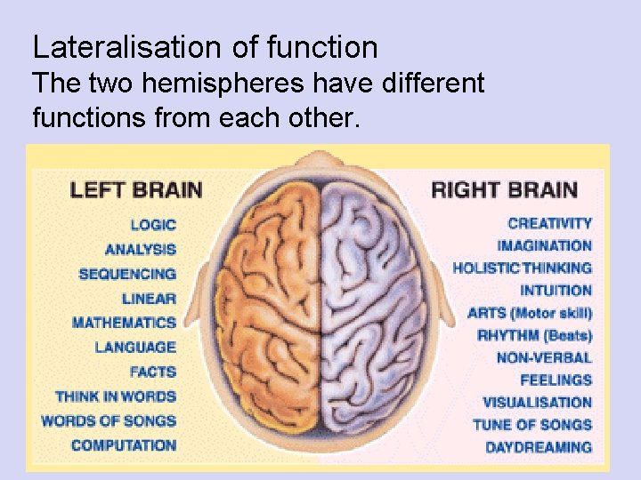 Lateralisation of function The two hemispheres have different functions from each other. 