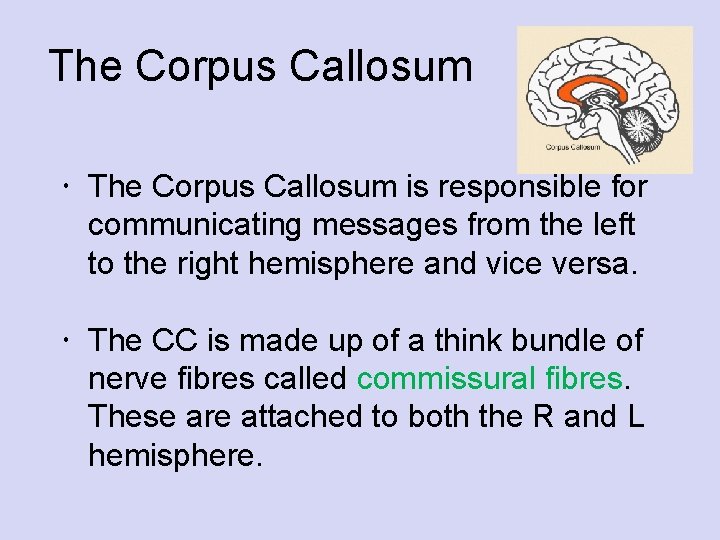 The Corpus Callosum is responsible for communicating messages from the left to the right