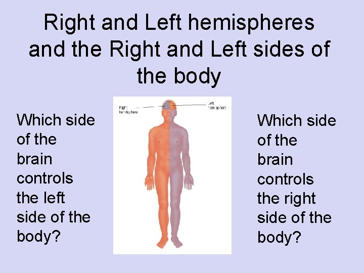 Right and Left hemispheres and the Right and Left sides of the body Which