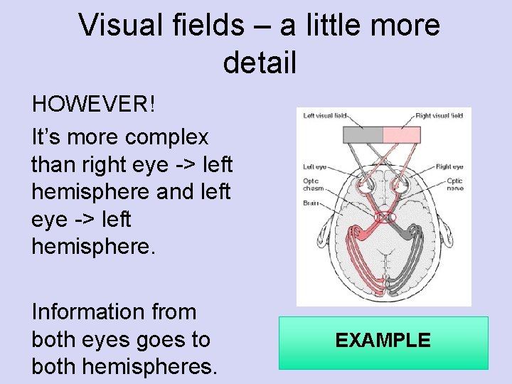 Visual fields – a little more detail HOWEVER! It’s more complex than right eye