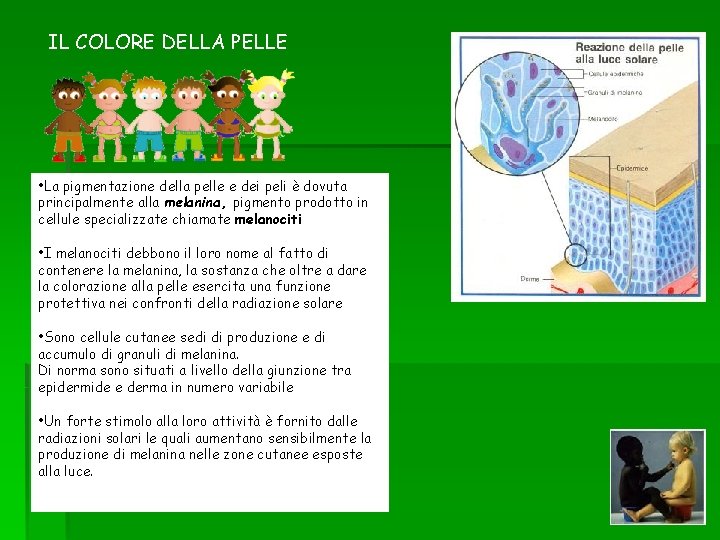IL COLORE DELLA PELLE • La pigmentazione della pelle e dei peli è dovuta IL COLORE DELLA PELLE • La pigmentazione della pelle e dei peli è dovuta