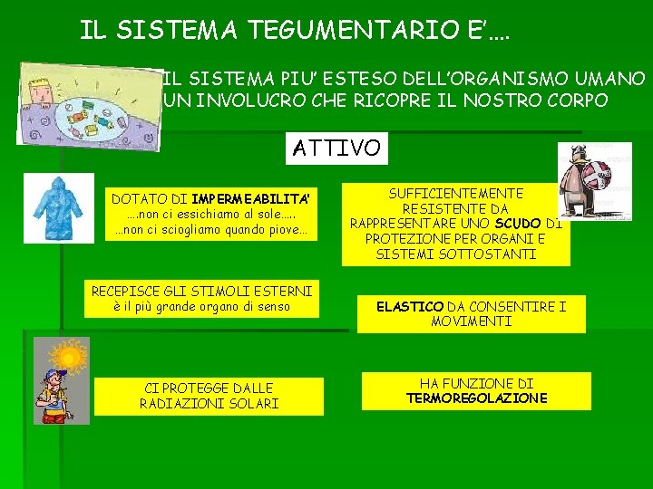 IL SISTEMA TEGUMENTARIO E’…. IL SISTEMA PIU’ ESTESO DELL’ORGANISMO UMANO UN INVOLUCRO CHE RICOPRE