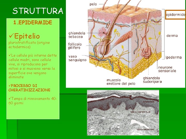 STRUTTURA 1. EPIDERMIDE üEpitelio pluristratificato (origine ectodermica) üLe cellule più interne dette cellule madri,