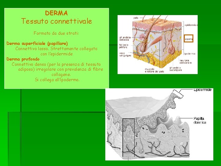 DERMA Tessuto connettivale Formato da due strati: Derma superficiale (papillare) Connettivo lasso. Strettamente collegato